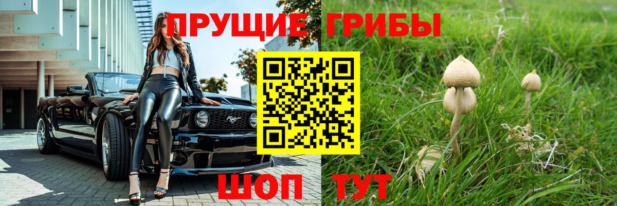 как найти   Михайловка  Псилоцибиновые грибы Magic Shrooms 